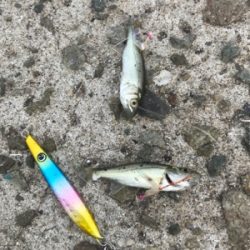 朝まづめメバリング