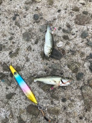 朝まづめメバリング