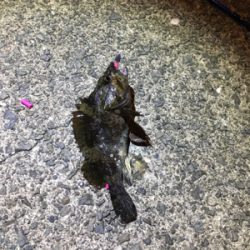 アジが出るかメバルが出るか？