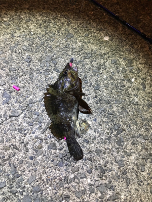 アジが出るかメバルが出るか？