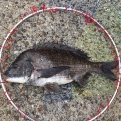 活性の高い日！