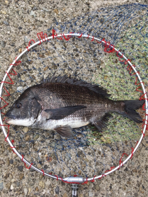 活性の高い日！