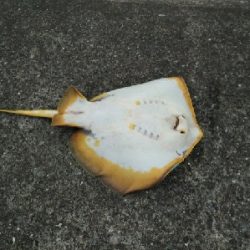 ジグでアカエイ7,8,9,10,11,12,13