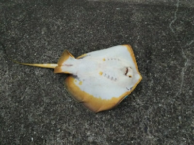 ジグでアカエイ7,8,9,10,11,12,13