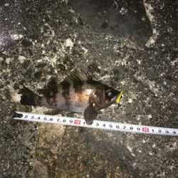 爆風にお手上げ