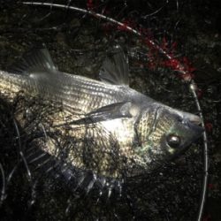 福井地磯フカセ夜釣り