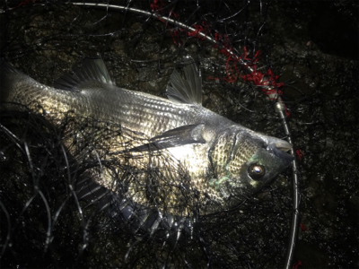 福井地磯フカセ夜釣り