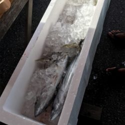 沖縄 パヤオ ジギング