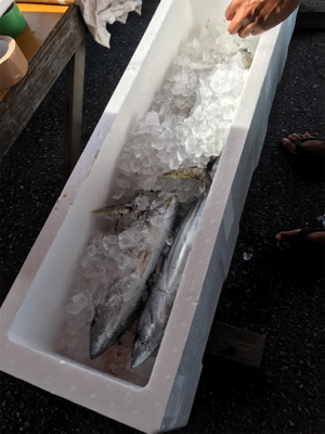 沖縄 パヤオ ジギング