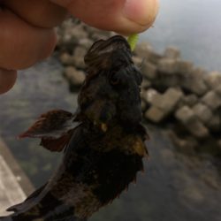 チビガシラ祭り