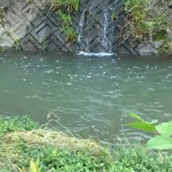 落ちパクでゲット