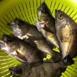 メバル活性高し