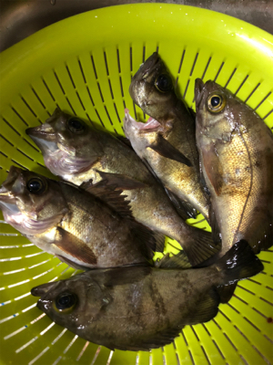 メバル活性高し