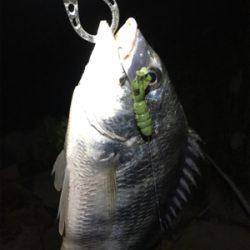 淀川ブリームゲーム ブラックビックモンスター