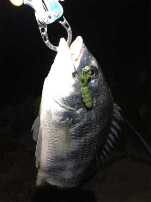 淀川ブリームゲーム ブラックビックモンスター