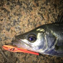 キビレ・真チヌ・チーバス・ボラ