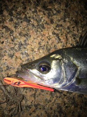 キビレ・真チヌ・チーバス・ボラ