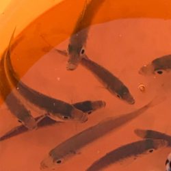 ファミリーフィッシング