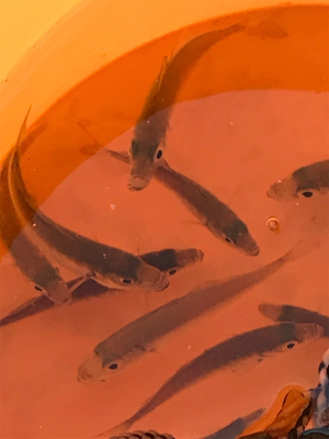 ファミリーフィッシング