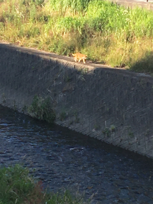 サイトフィッシング  ナマズゲーム