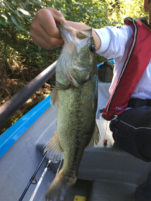 子どもに優しい桜池