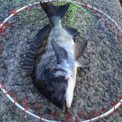 カタクチの群れシーバスのボイル！