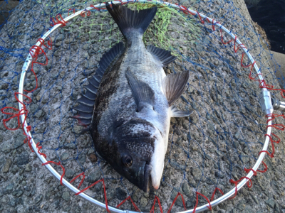 カタクチの群れシーバスのボイル！