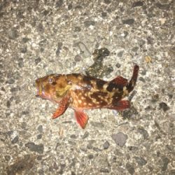 親父たちの釣行 舞鶴第3弾‼️