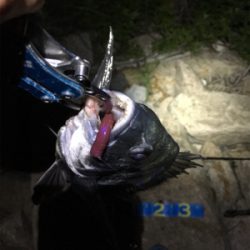 淀川ブリームゲーム マチヌの回遊