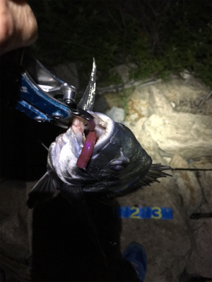 淀川ブリームゲーム マチヌの回遊