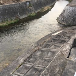 今日も仕事帰りに少しナマズゲーム