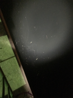 良型ガシラ入れ食い