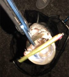 まだまだバチシーバス