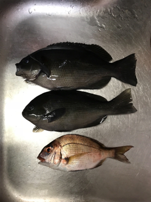 フカセ釣り サバとグレ