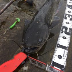 朝一地震前に爆釣