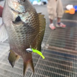 ジグサビキ恐るべし！