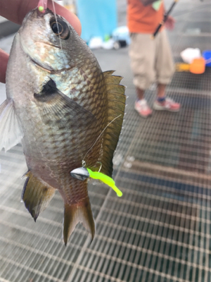 ジグサビキ恐るべし！