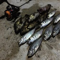 ナイトアジング