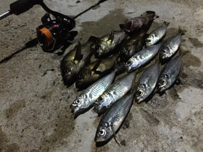 ナイトアジング