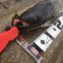 デイナマズゲーム