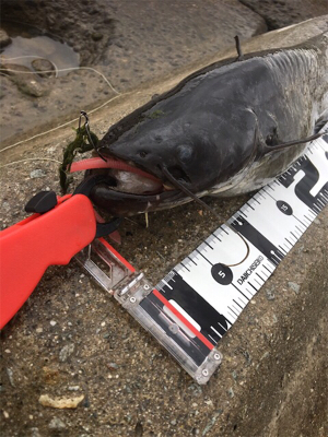 デイナマズゲーム