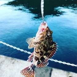 エギングのつもりが…。