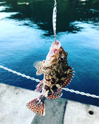 エギングのつもりが…。