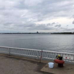 サビキ釣りで大漁