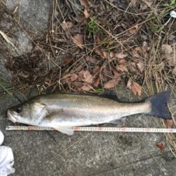 今日は高活性！