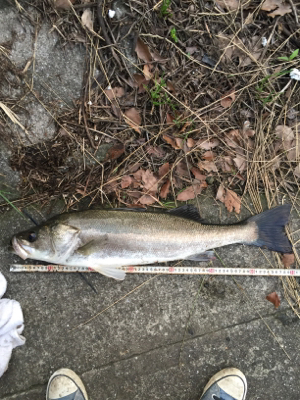 今日は高活性！