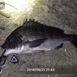 キビレ×シーバス×マチヌ