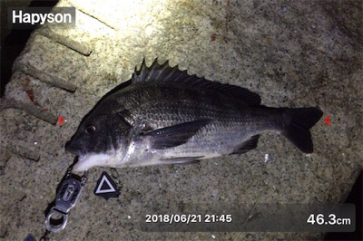 キビレ×シーバス×マチヌ