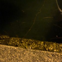 メバル釣れました