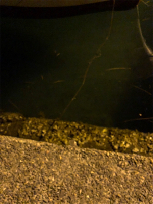 メバル釣れました